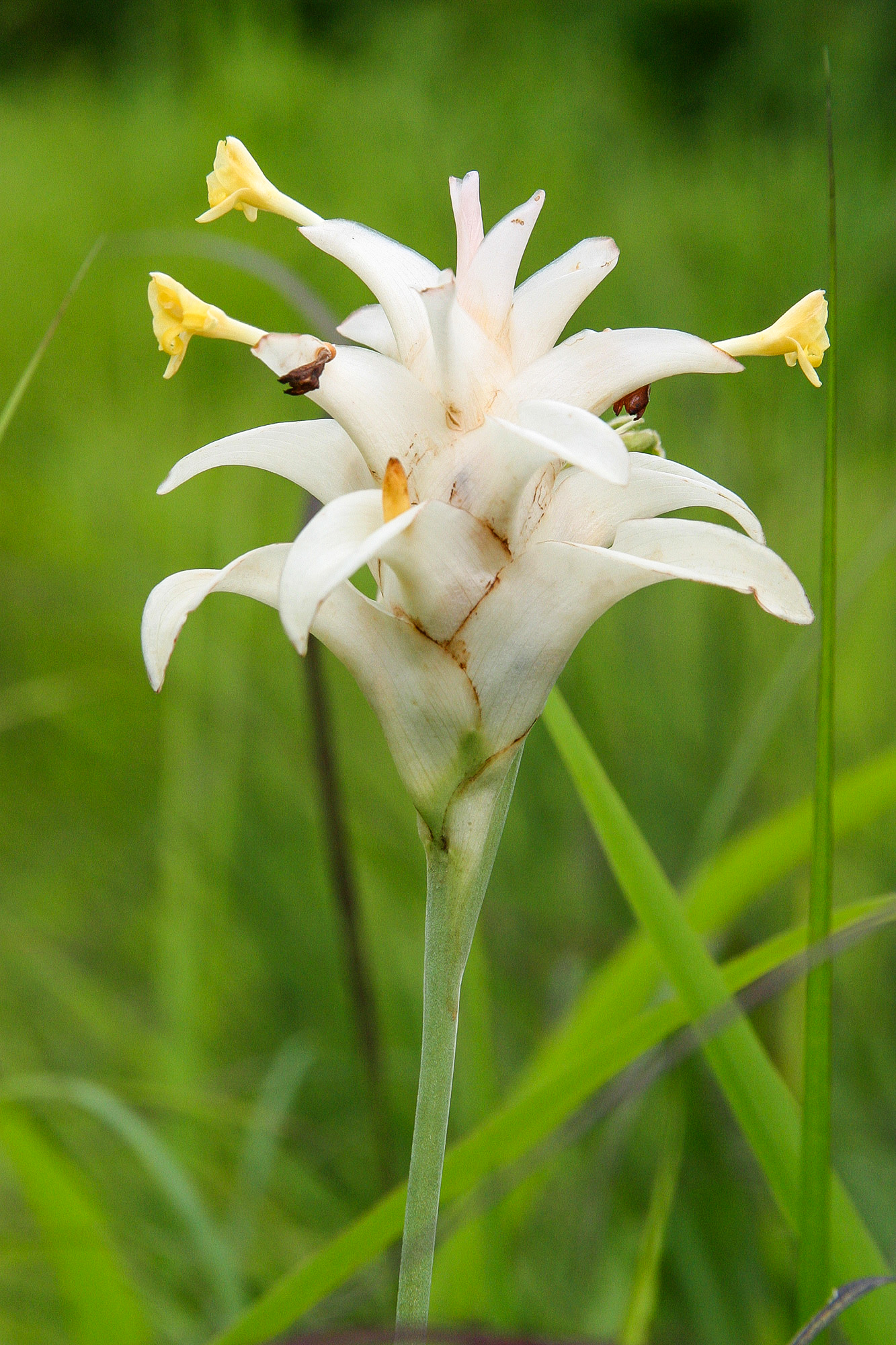 ดอกเข้าพรรษา Smithatris supraneanae W.J.Kress & K.Larsen<br/>Zingiberaceae